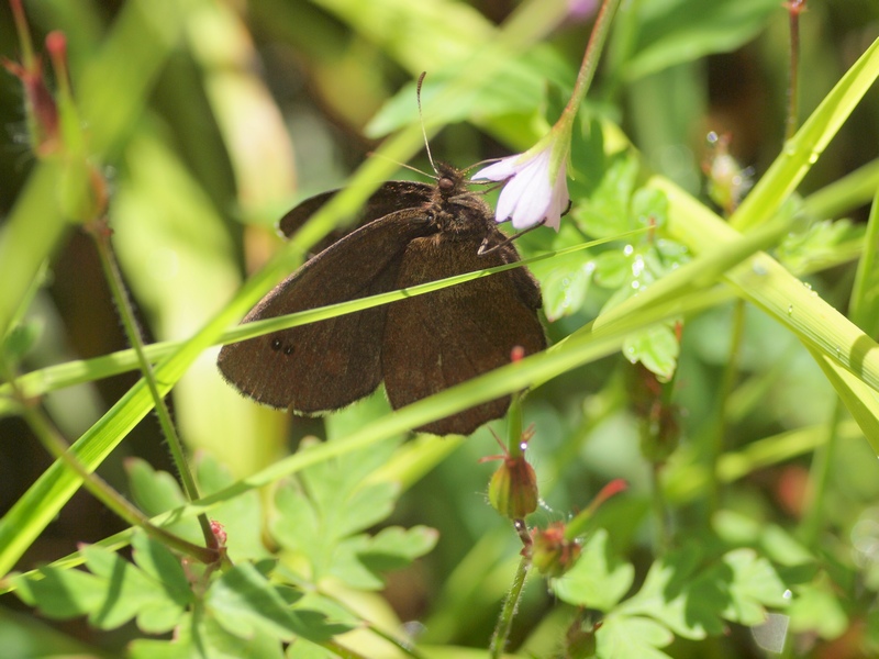 Erebia